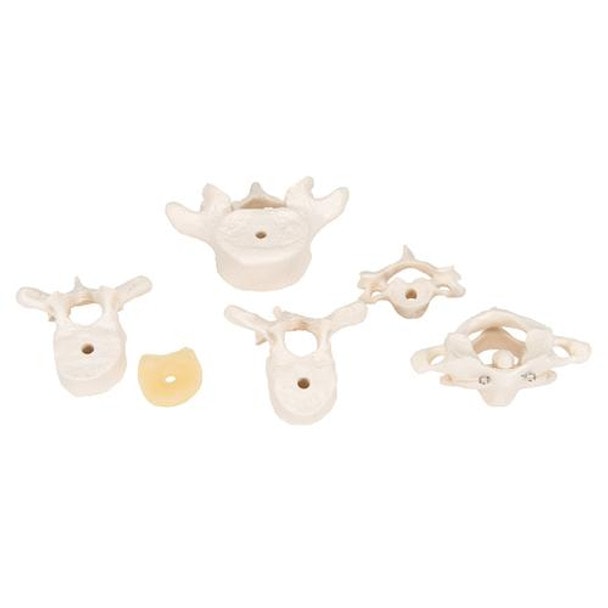 6 Mounted Vertebrae Anatomy Model