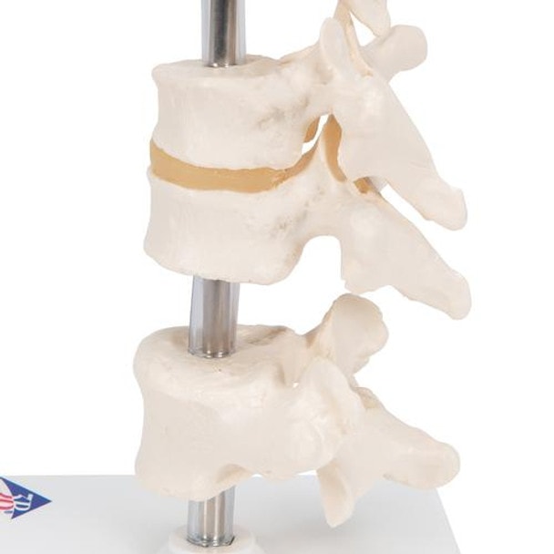 6 Mounted Vertebrae Anatomy Model