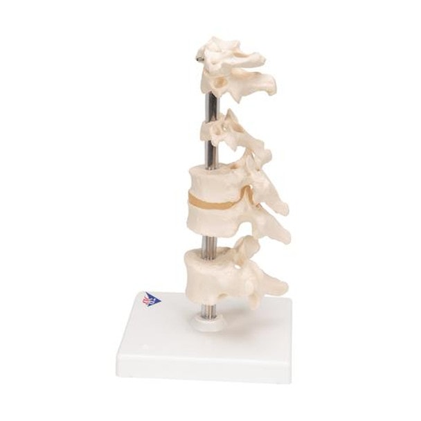 6 Mounted Vertebrae Anatomy Model