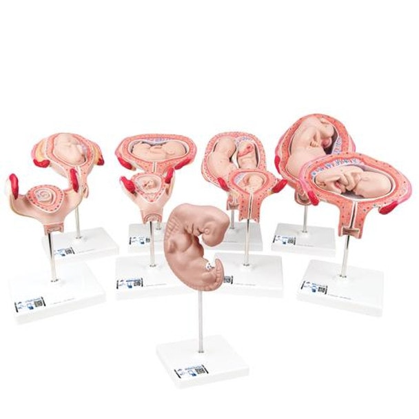 Deluxe Pregnancy Series 9 Models