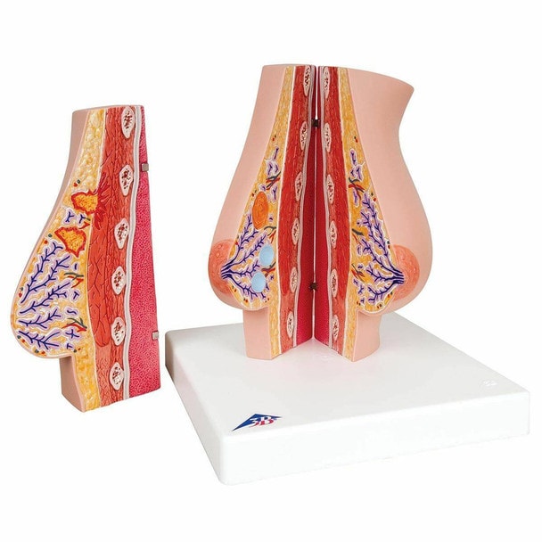 Female Breasts Anatomy Model