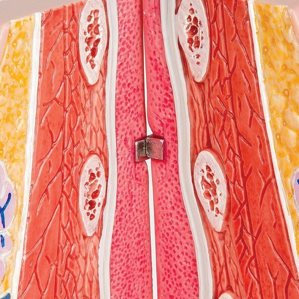 Female Breasts Anatomy Model