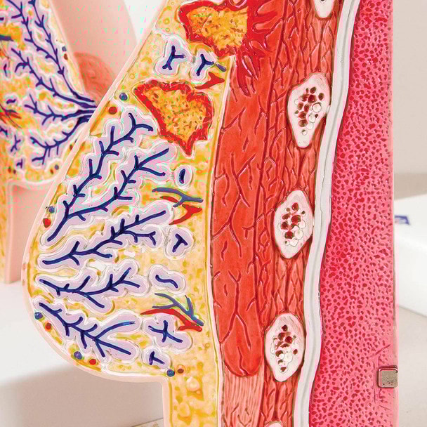 Female Breasts Anatomy Model