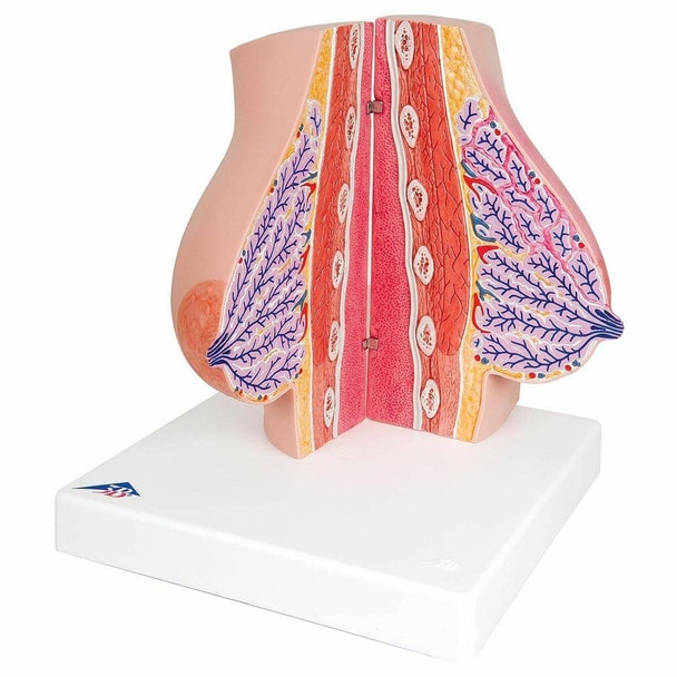 Female Breasts Anatomy Model