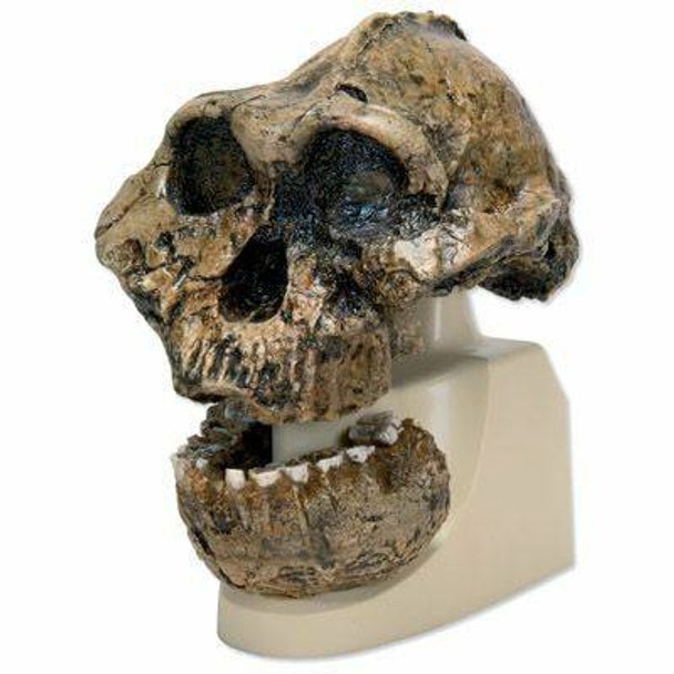 Anthropological Skull Model - Oldaway
