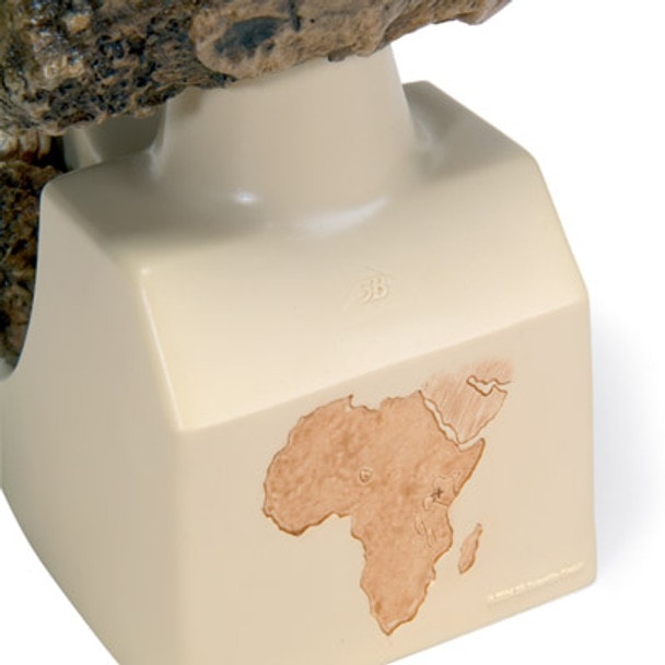 Anthropological Skull Model - Oldaway