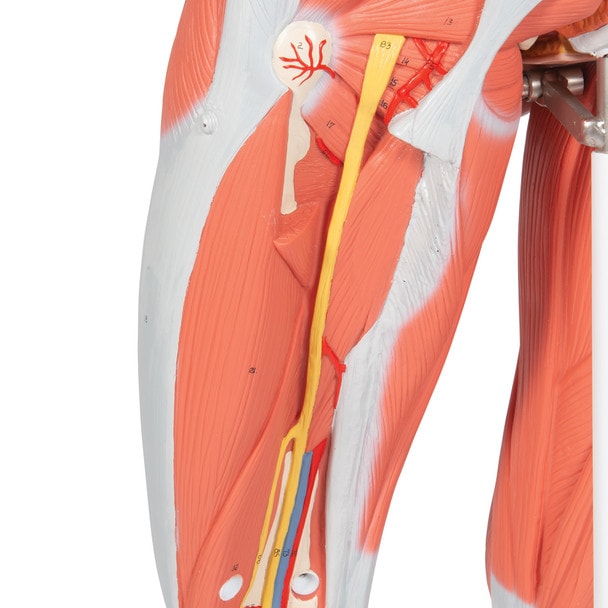 Female Muscular Figure Anatomy Model
