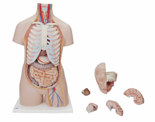 Classic Human Unisex Torso Anatomy Model 21 Parts