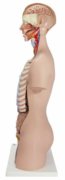 Classic Human Unisex Torso Anatomy Model 21 Parts