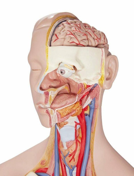 Classic Human Unisex Torso Anatomy Model 21 Parts