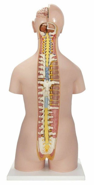 Classic Human Unisex Torso Anatomy Model 21 Parts