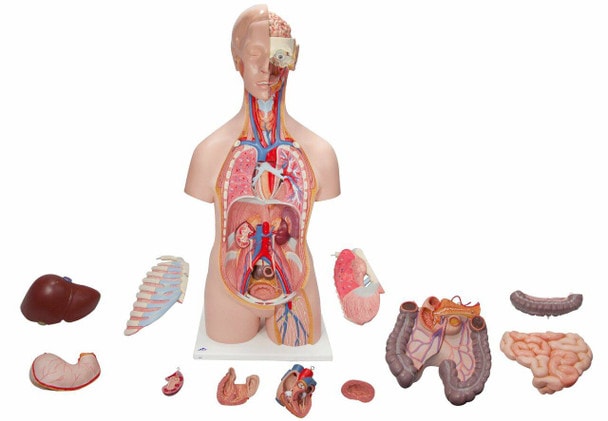 Classic Human Unisex Torso Anatomy Model 21 Parts