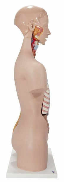 Classic Human Unisex Torso Anatomy Model 21 Parts