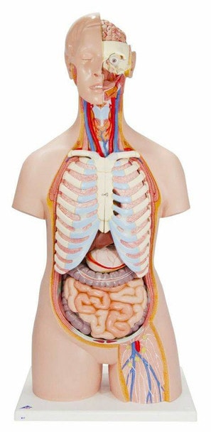 Classic Human Unisex Torso Anatomy Model 21 Parts