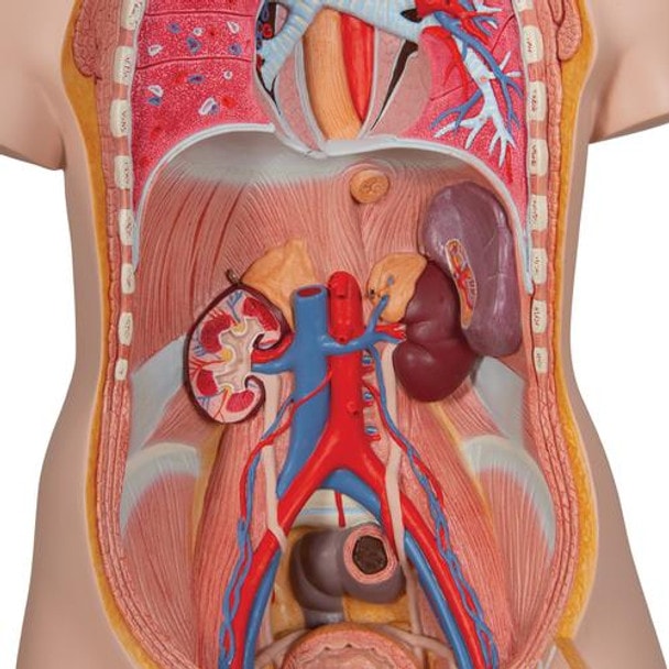 Classic Human Unisex Torso Anatomy Model 21 Parts