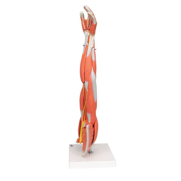 Dissectible Muscled Arm Anatomy Model