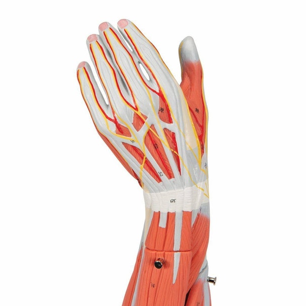 Dissectible Muscled Arm Anatomy Model