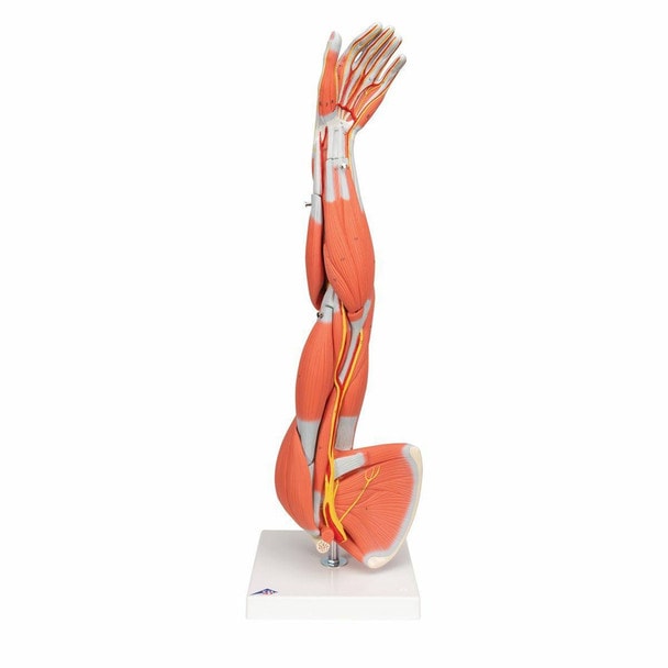Dissectible Muscled Arm Anatomy Model