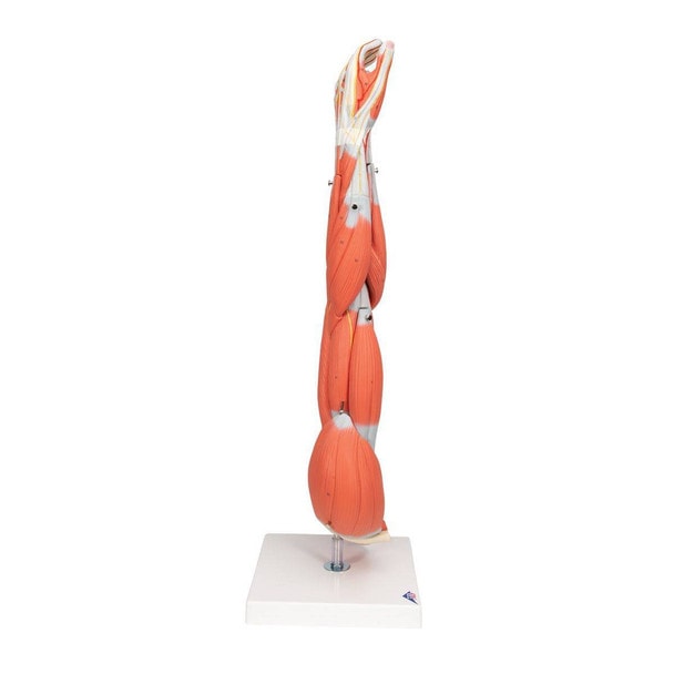 Dissectible Muscled Arm Anatomy Model