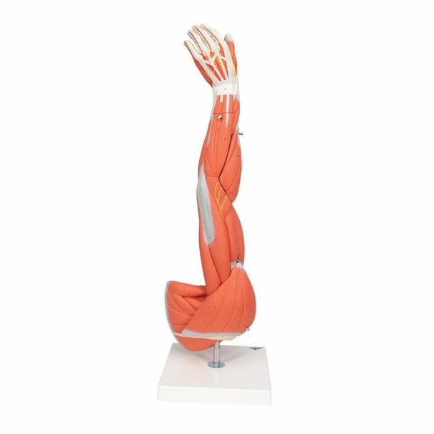 Dissectible Muscled Arm Anatomy Model