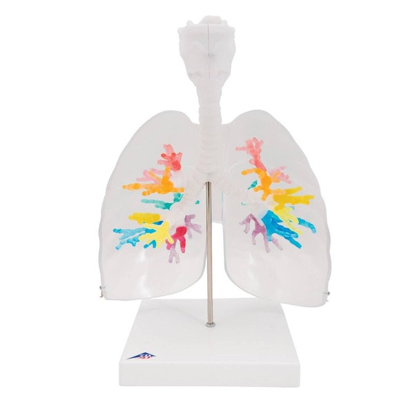 Bronchial Tree Model with Larynx and Transparent Lungs