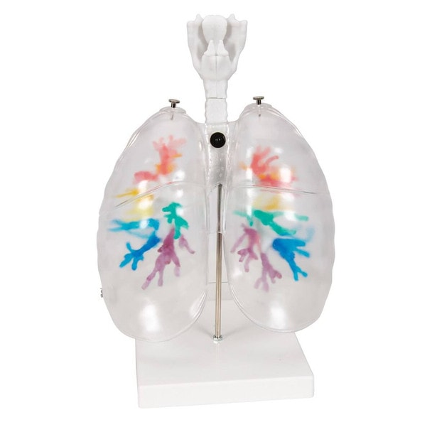 Bronchial Tree Model with Larynx and Transparent Lungs