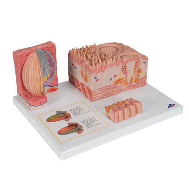 3B Microanatomy Tongue Anatomy Model