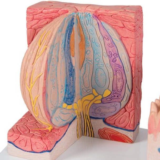 3B Microanatomy Tongue Anatomy Model