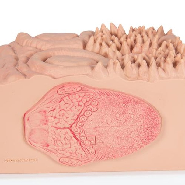 3B Microanatomy Tongue Anatomy Model