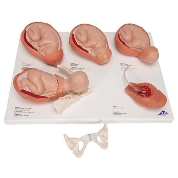 5-State Human Birth Process Anatomy Model