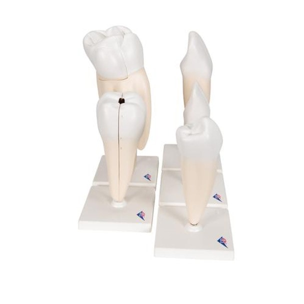 Classic Tooth Anatomy Model Series