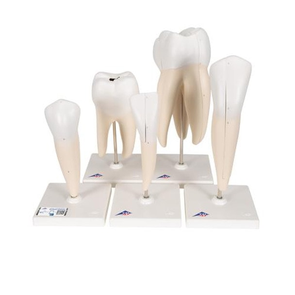 Classic Tooth Anatomy Model Series
