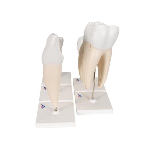Classic Tooth Anatomy Model Series
