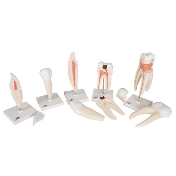 Classic Tooth Anatomy Model Series