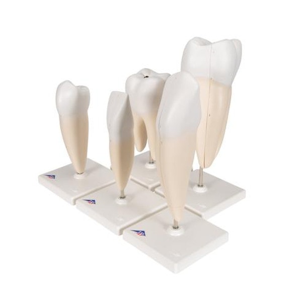 Classic Tooth Anatomy Model Series