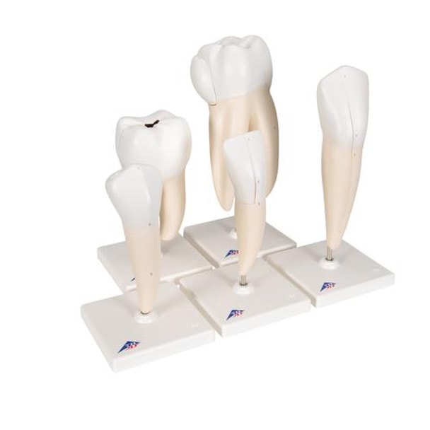 Classic Tooth Anatomy Model Series