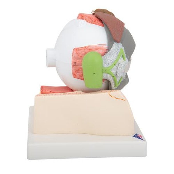 5 Times Full-Size Human Eye Anatomy Model 8 Parts - Right Side View