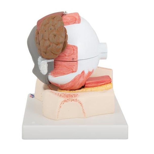 5 Times Full-Size Human Eye Anatomy Model 8 Parts - Left Side View