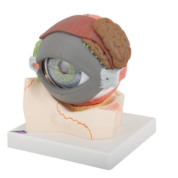 5 Times Full-Size Human Eye Anatomy Model 8 Parts - Left Side View
