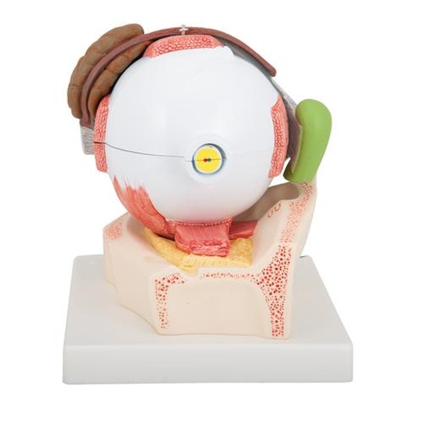 5 Times Full-Size Human Eye Anatomy Model 8 Parts - Back View