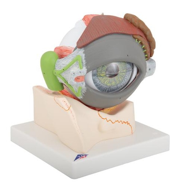 5 Times Full-Size Human Eye Anatomy Model 8 Parts - Right Side View
