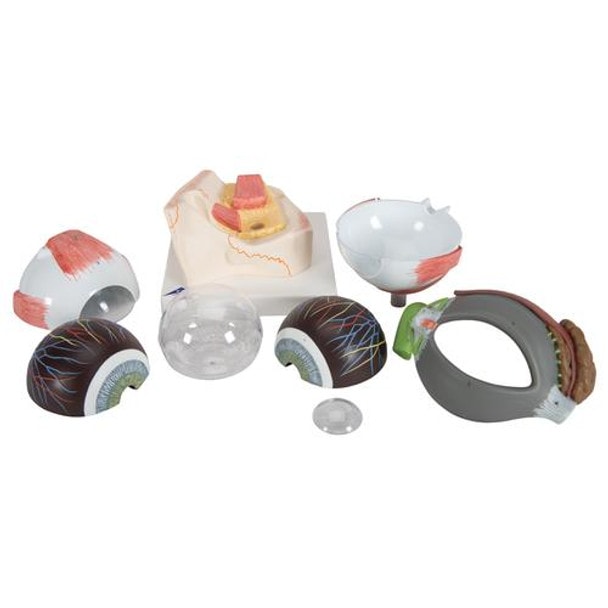 5 Times Full-Size Human Eye Anatomy Model 8 Parts - Removable Parts View