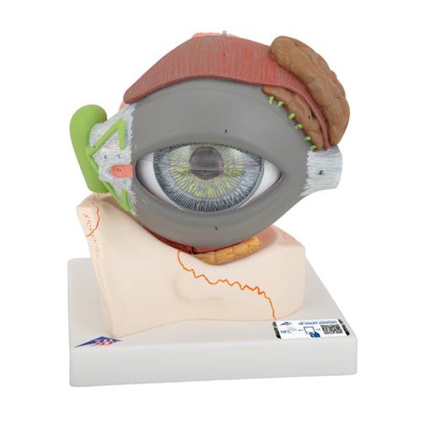 5 Times Full-Size Human Eye Anatomy Model 8 Parts