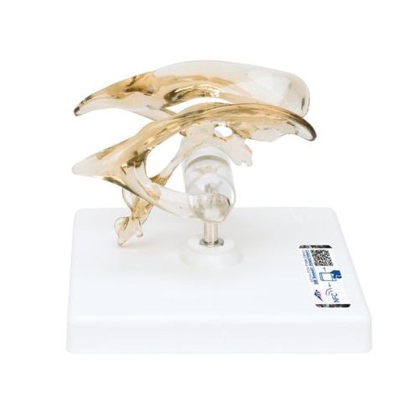 Life-Size Brain Ventricles Anatomy Model