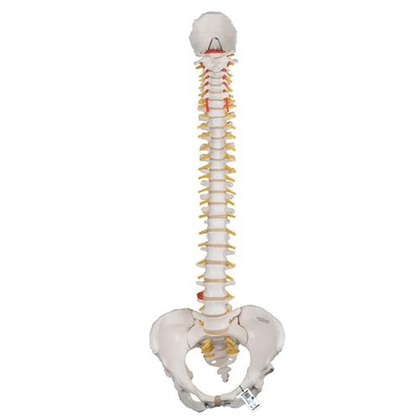 Classic Flexible Human Spine Model Anatomy With Female Pelvis