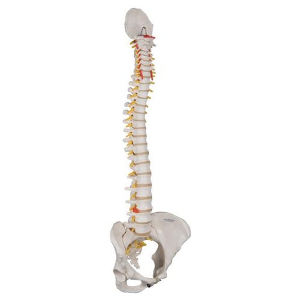 Classic Flexible Human Spine Model Anatomy With Female Pelvis