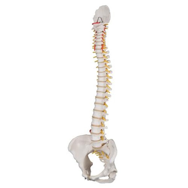 Classic Flexible Human Spine Model Anatomy With Female Pelvis