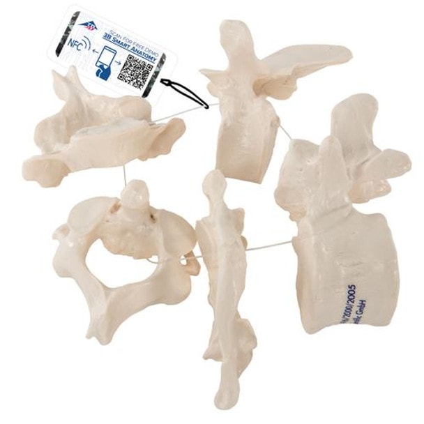 5 Vertebrae Anatomy Model