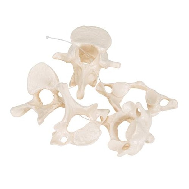 5 Vertebrae Anatomy Model