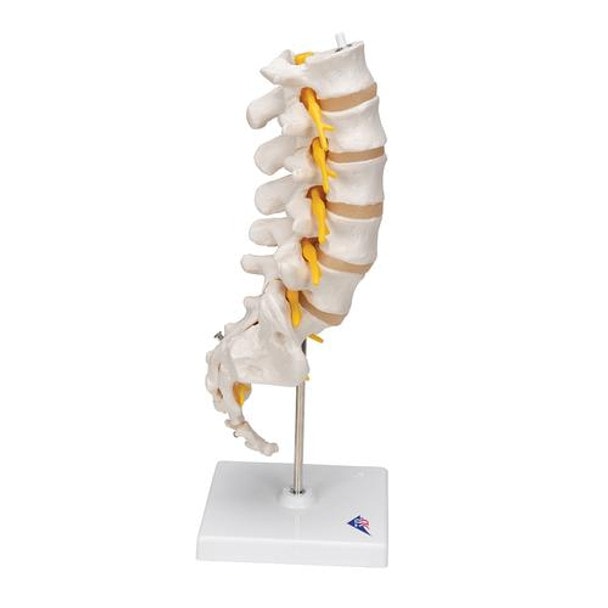 Human Lumbar Spinal Column Anatomy Model